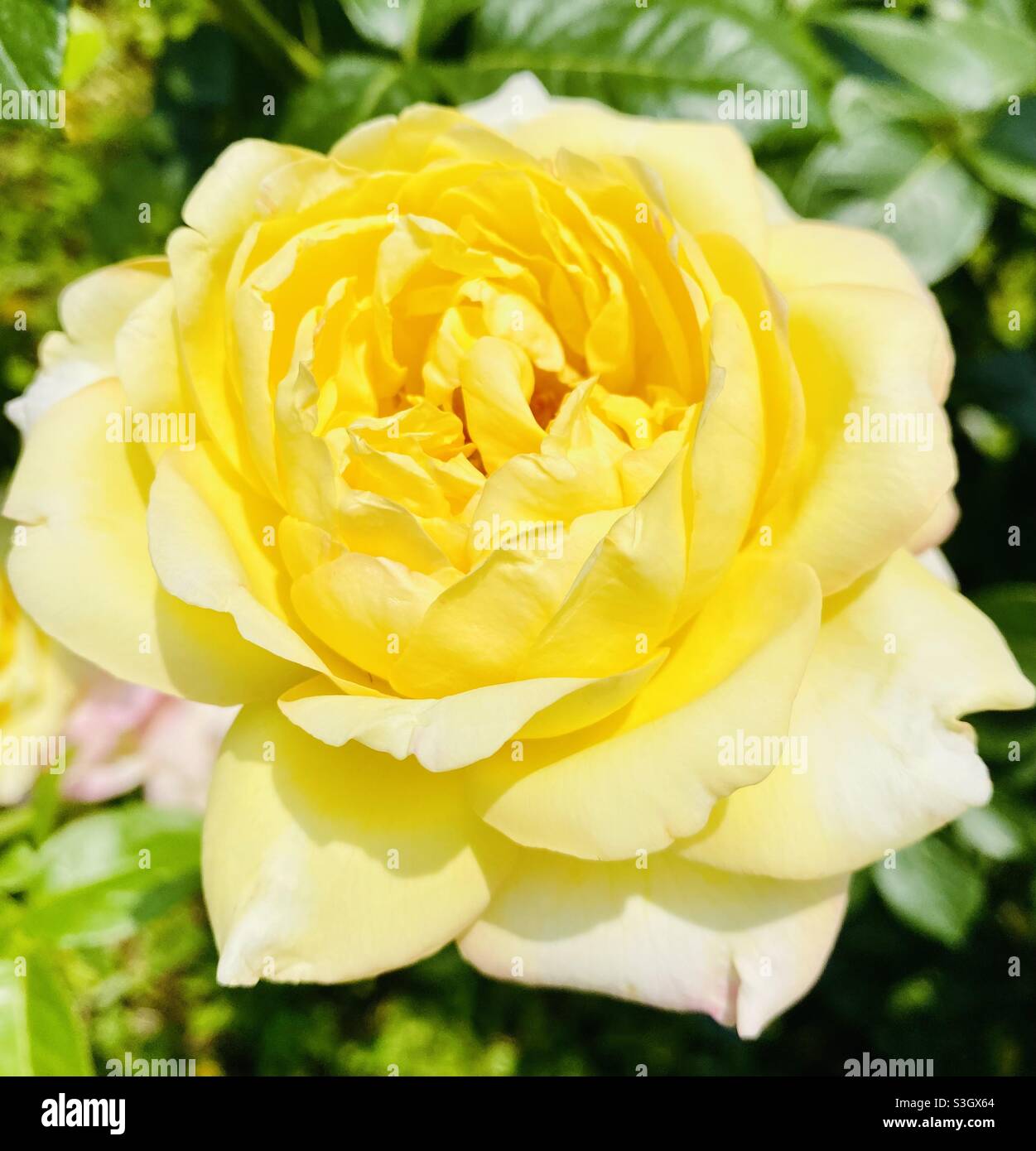 Yellow white rose in the garden Stock Photo