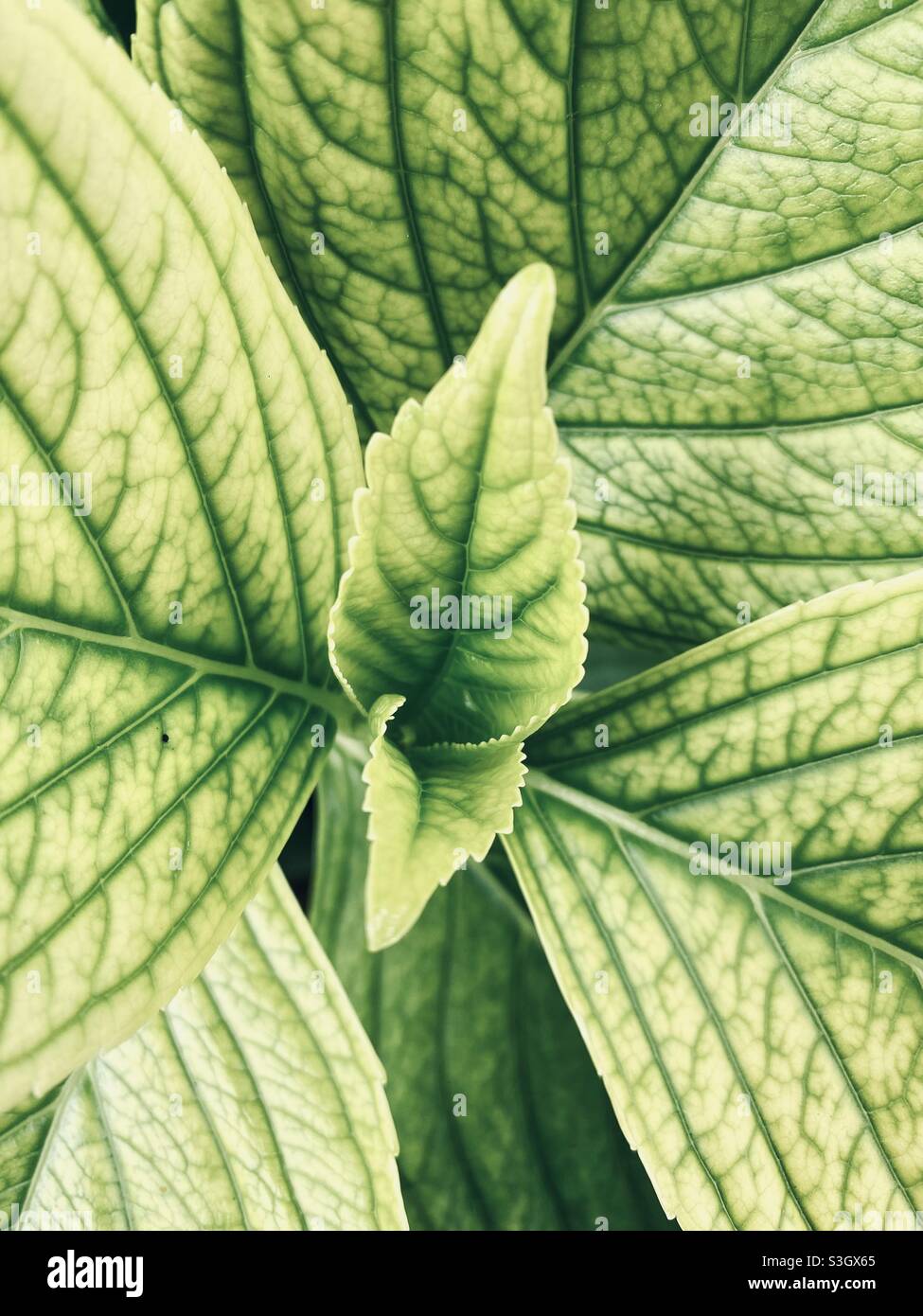Green leaves in the garden texture nature Stock Photo