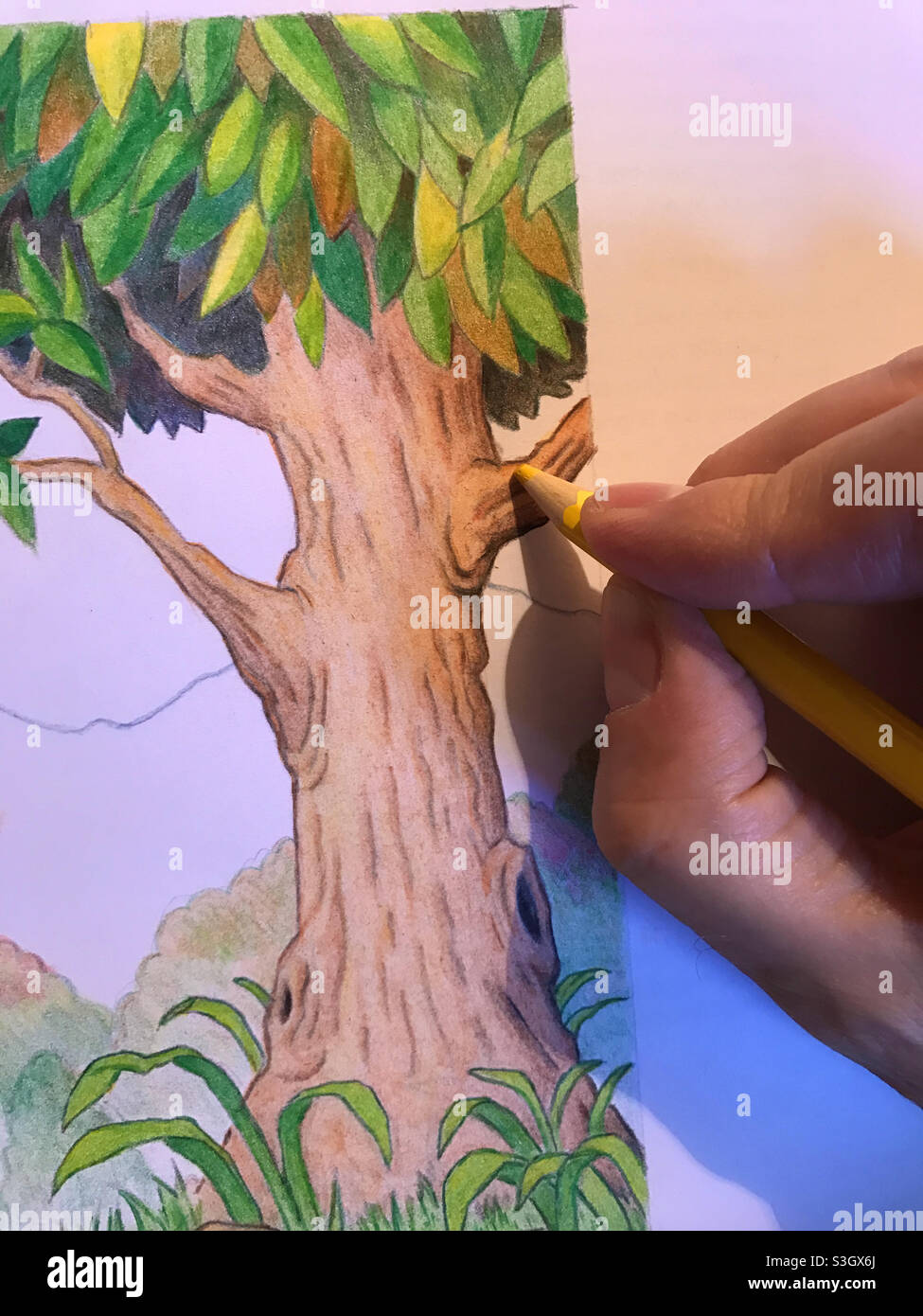 Hand painting a tree with color pencols Stock Photo - Alamy