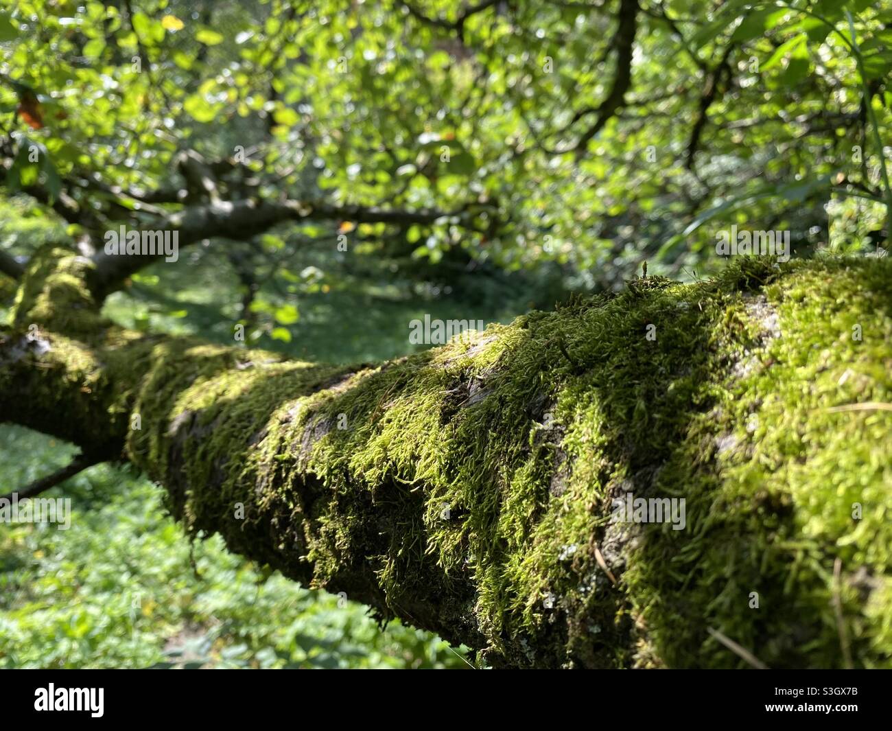 Mossy apple tree branch in the garden Stock Photo
