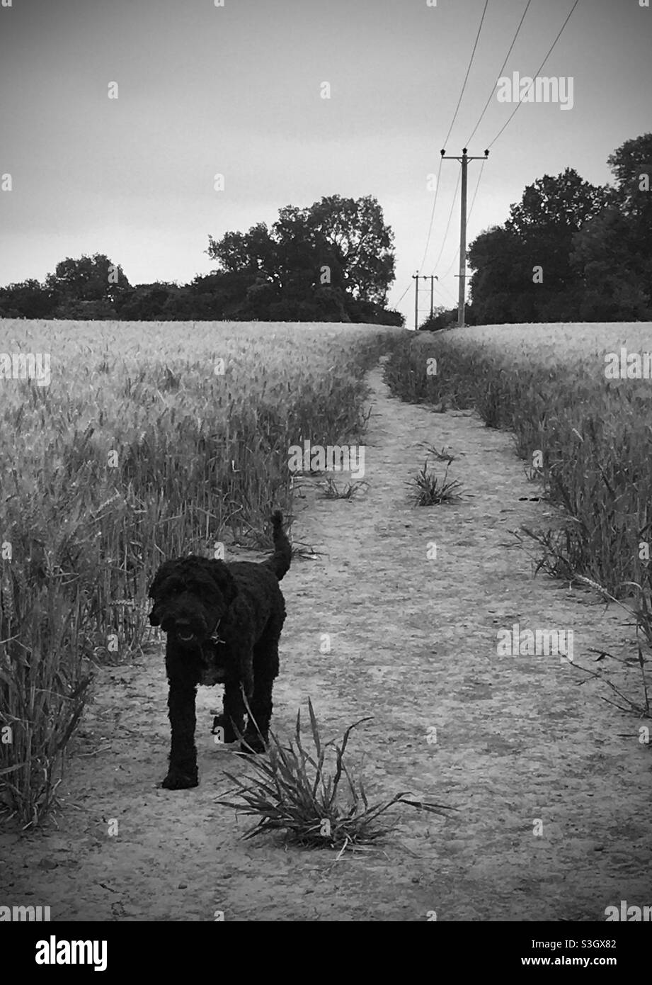 Dog in Field B&W Stock Photo