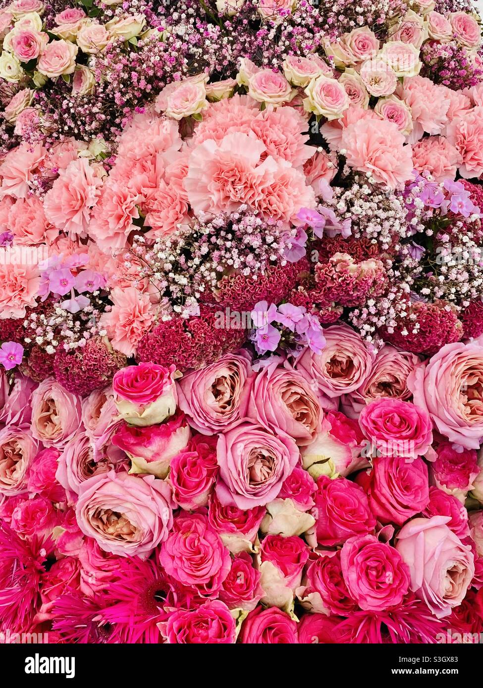 A riot of pink roses ? at the RHS Tattenhall Flower Show Stock Photo