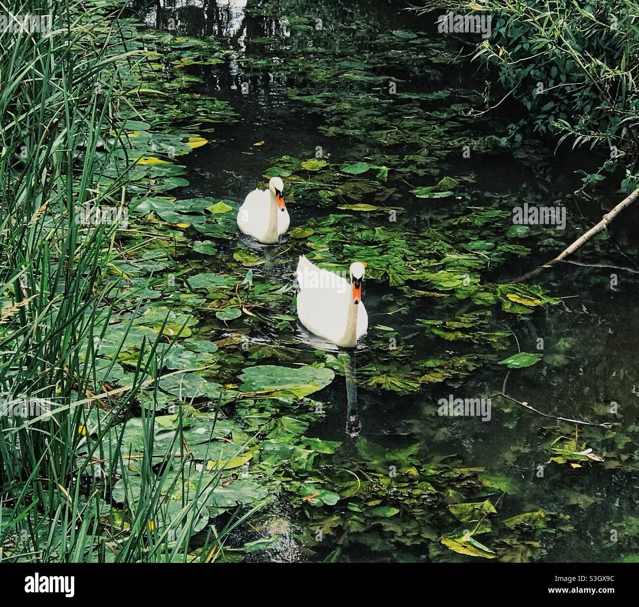 Two Swans on the River - Smartphone Captured Stock Image