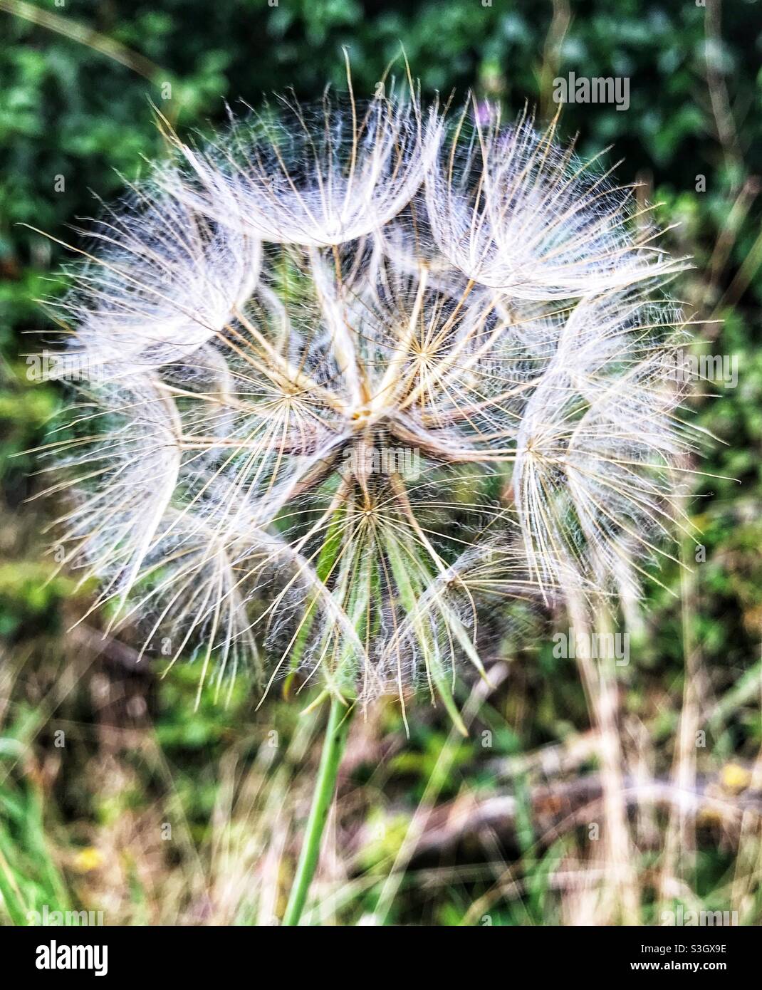 Dandelion Seed Head - Smartphone Captured Stock Image