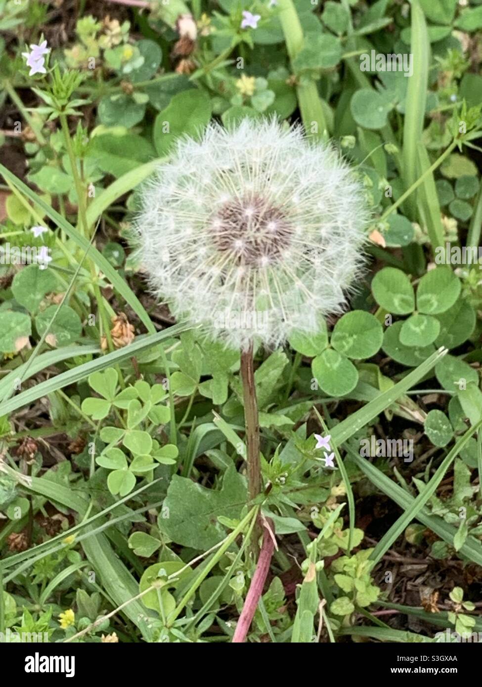 Dandelion is the symbol for an Army brat Stock Photo
