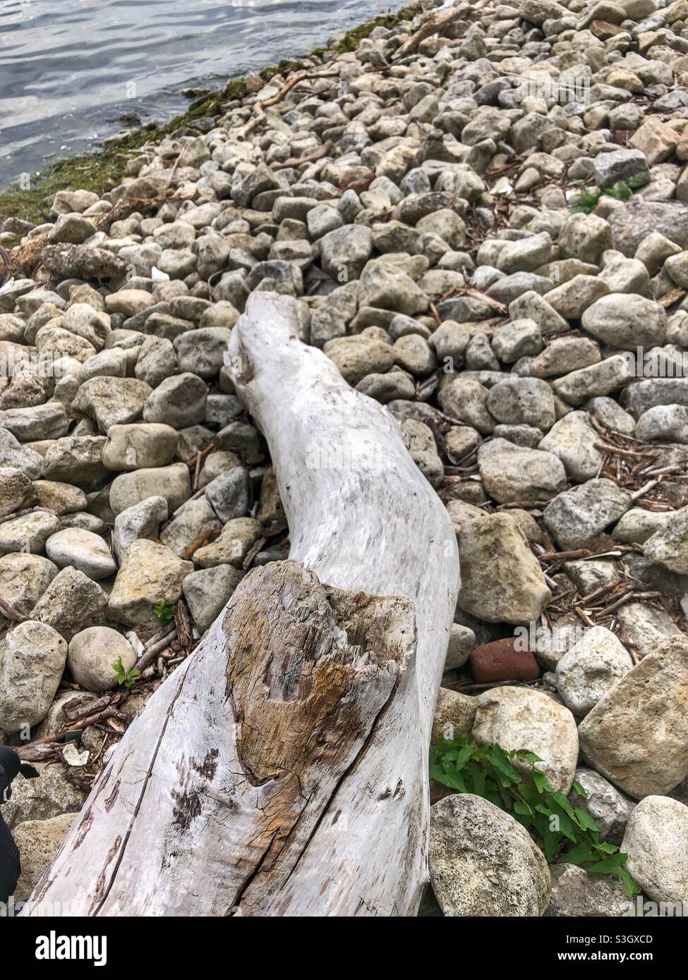 Driftwood on the rocky beach. - Smartphone Captured Stock Image