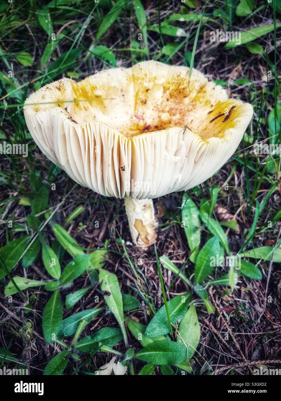 Large mushroom growing in the wild. Stock Photo