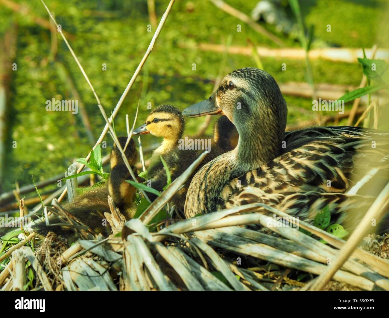 Mother duck and ducklings in their nest. - Smartphone Captured Stock Image