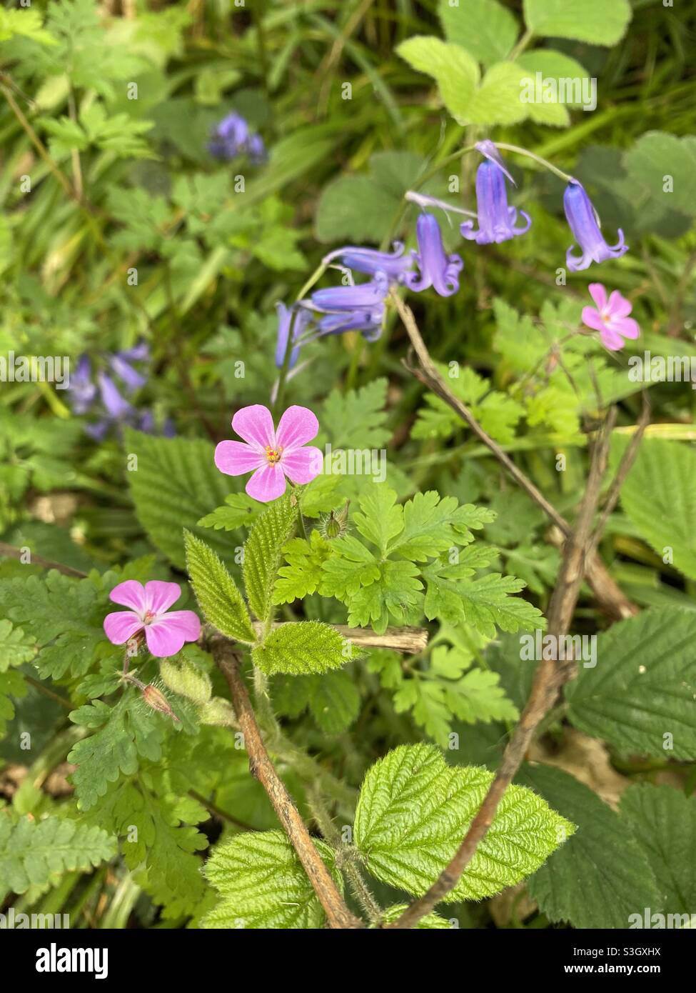 pure wild flowers from woodland, A mix of green leaves with pink dainty