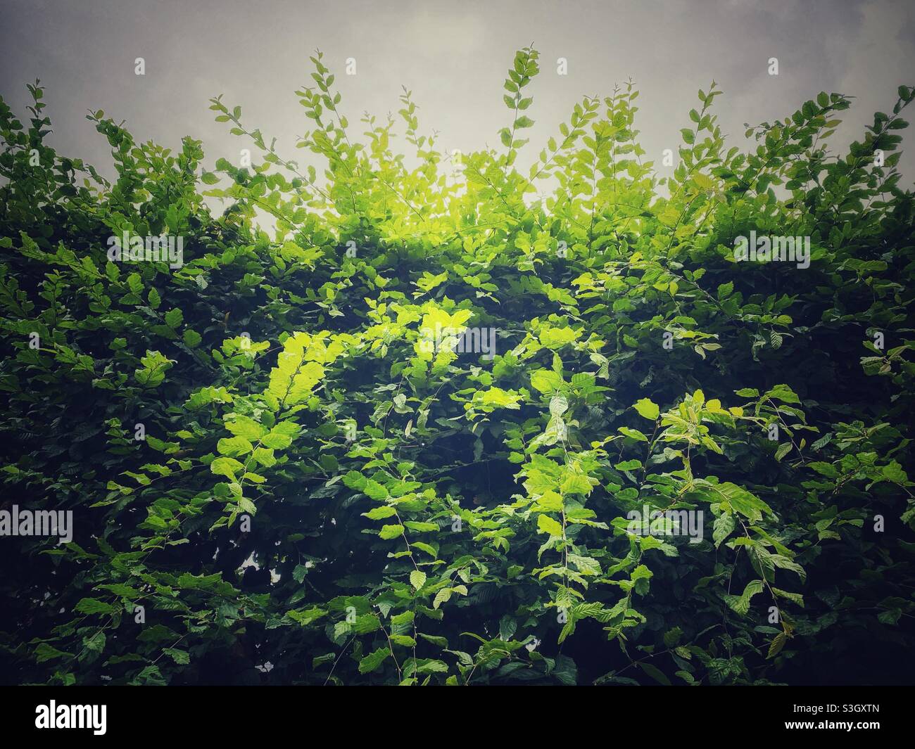 A photograph of a vibrant green bushy shrub. Natural greenery background with copy space - Smartphone Captured Stock Image