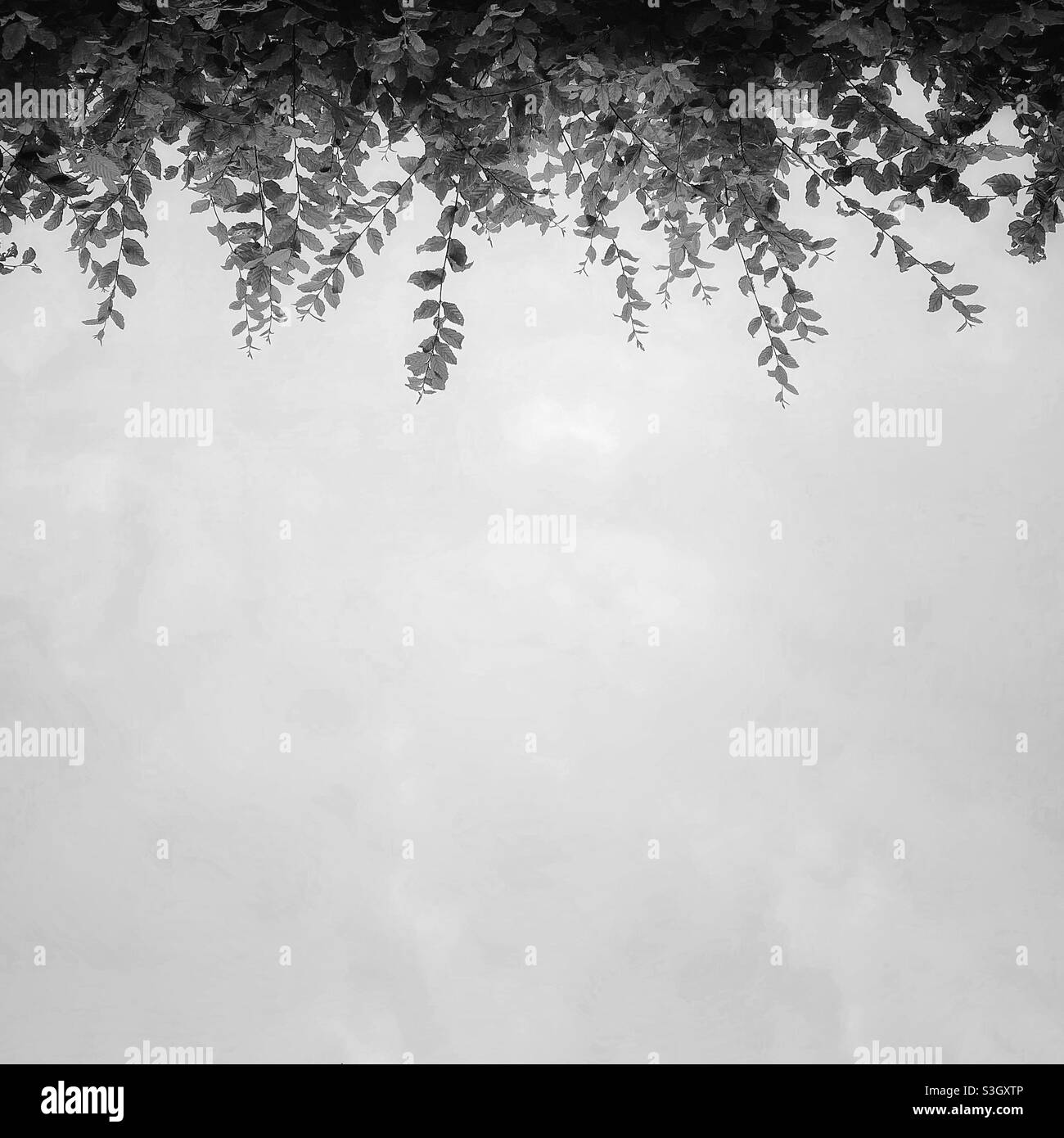 A black and white photograph of natural greenery of a hedgerow hanging down, against an open sky, with copy space. - Smartphone Captured Stock Image