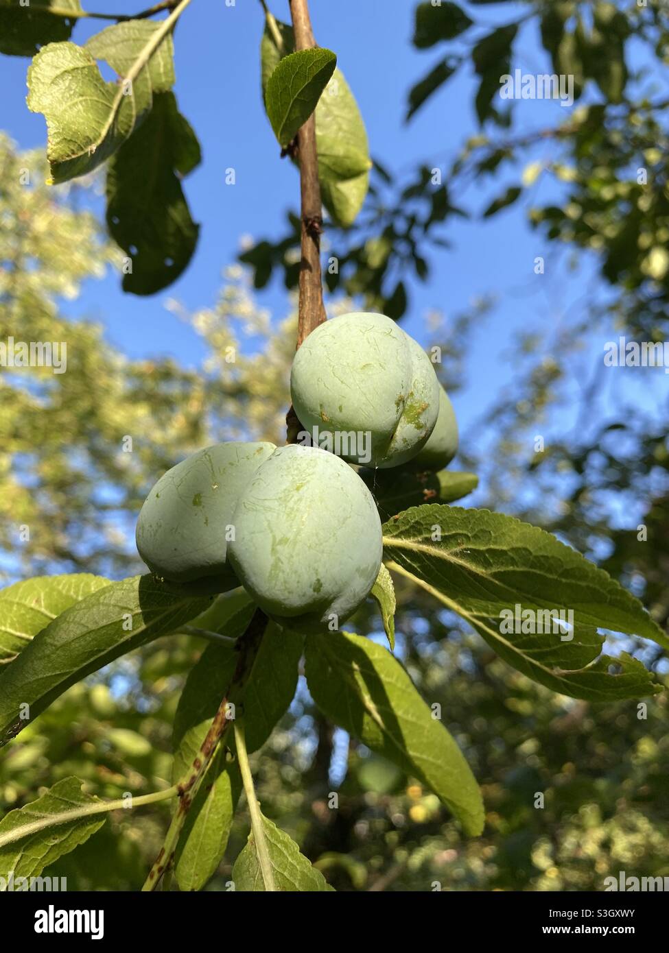 Plums ripening on a tree in the garden nature photography Stock Photo