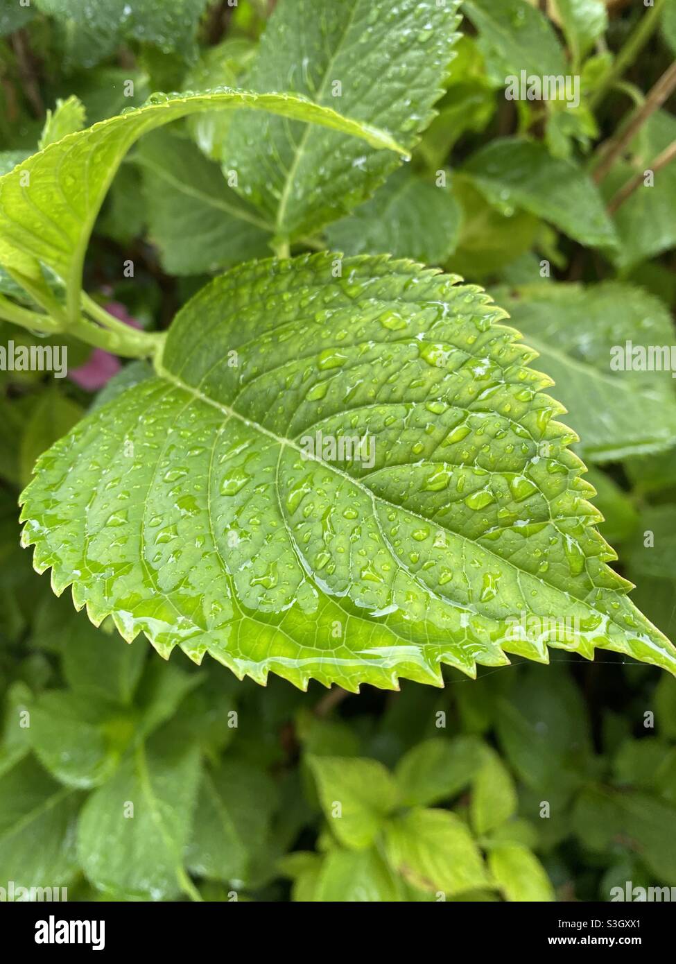 Rain drops on a green leaf nature photography Stock Photo
