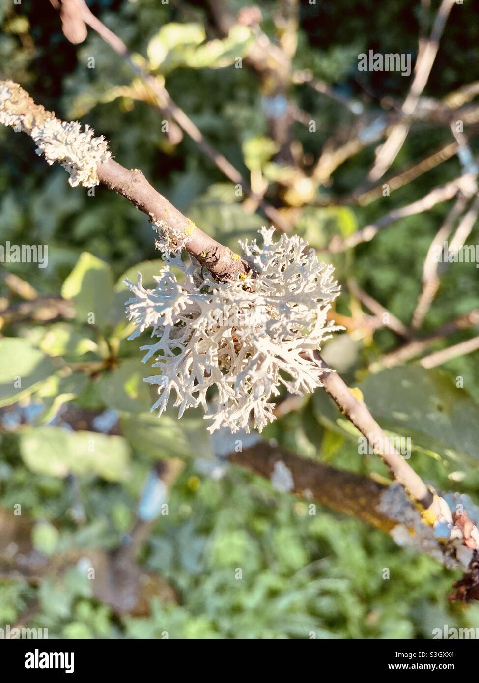 White lichen growing on a tree branch in the garden Stock Photo