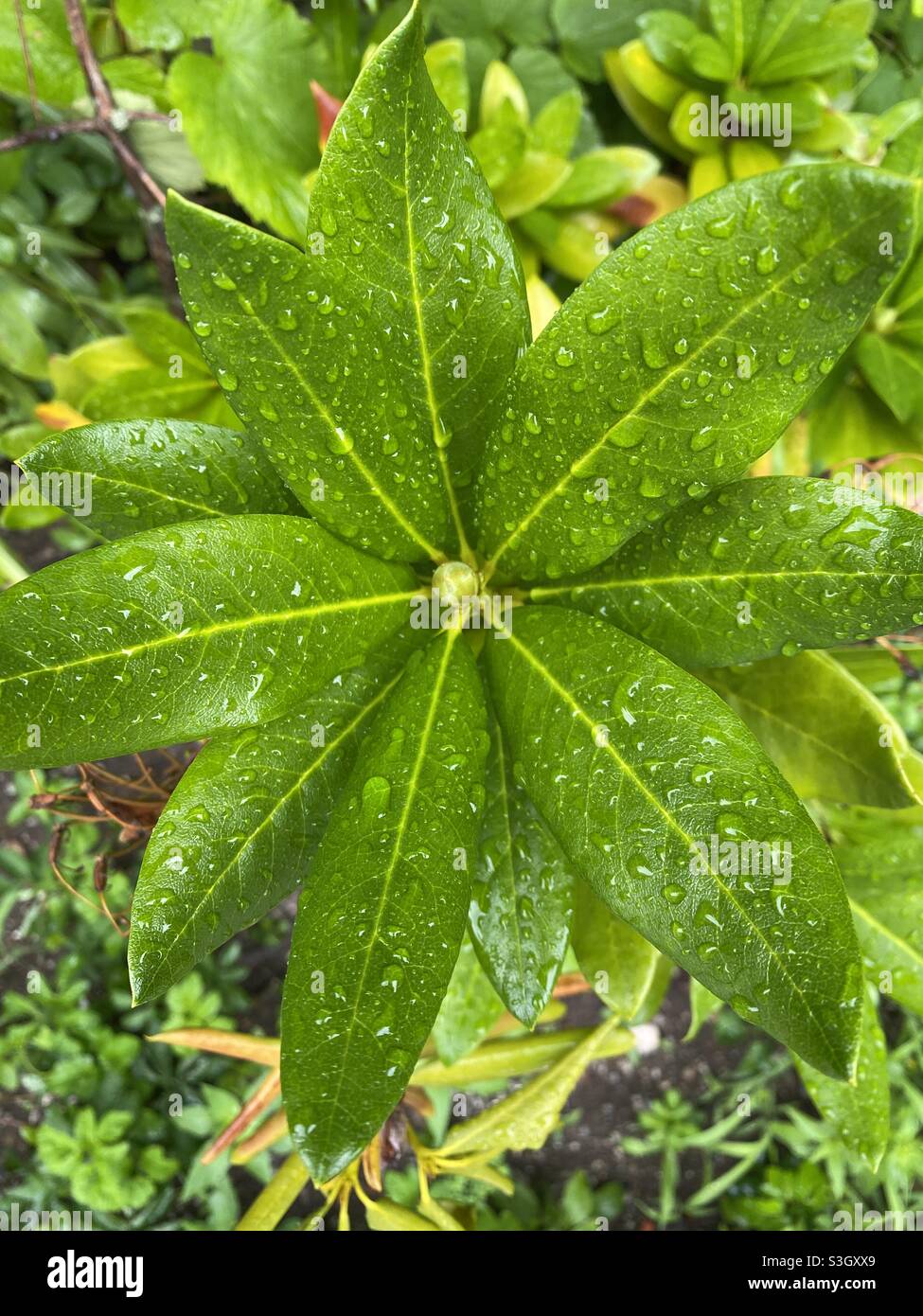 Rain drops on green leaves in the garden Stock Photo