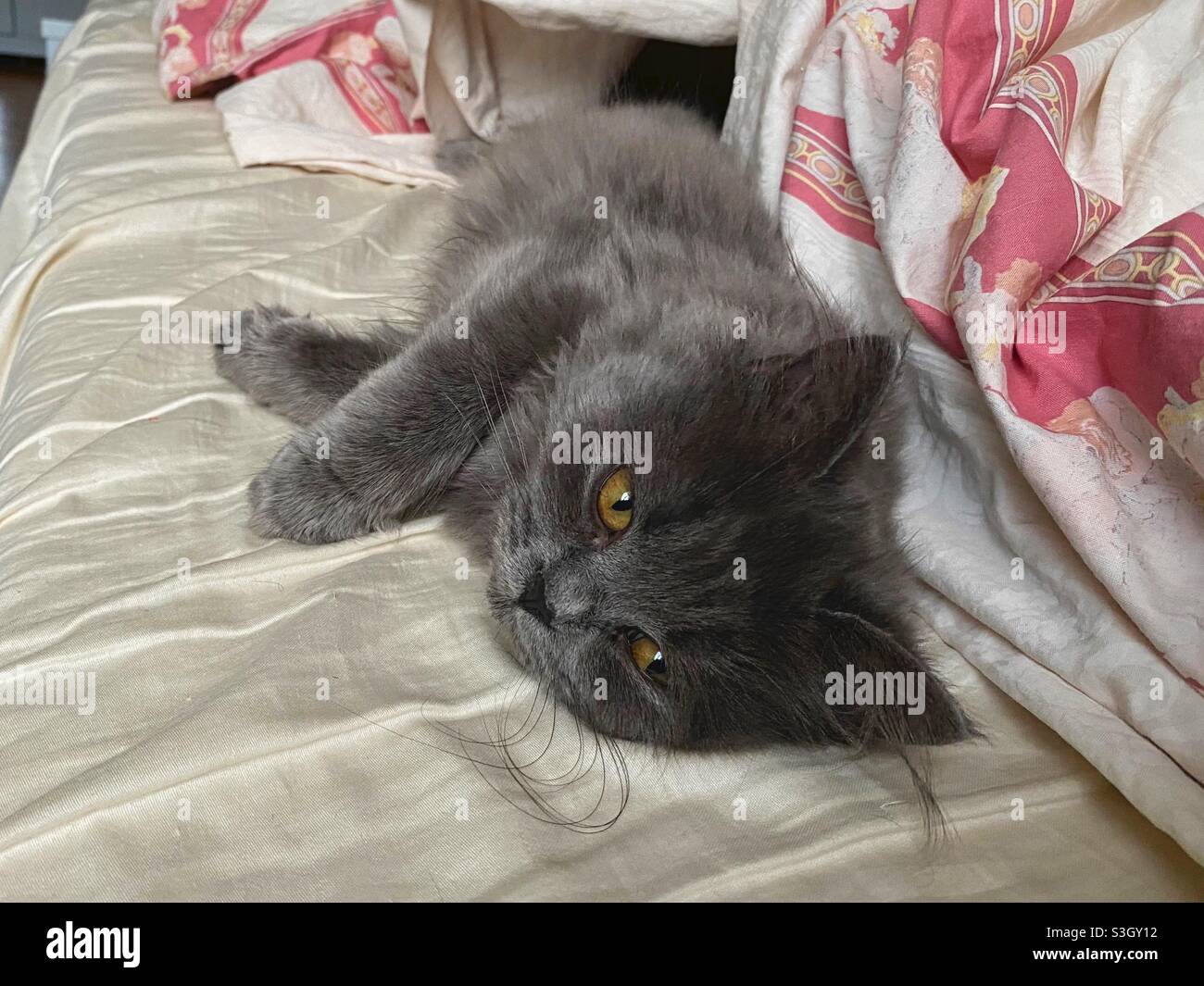 5 months old Blue Persian kitten lying on side in human bed Stock Photo