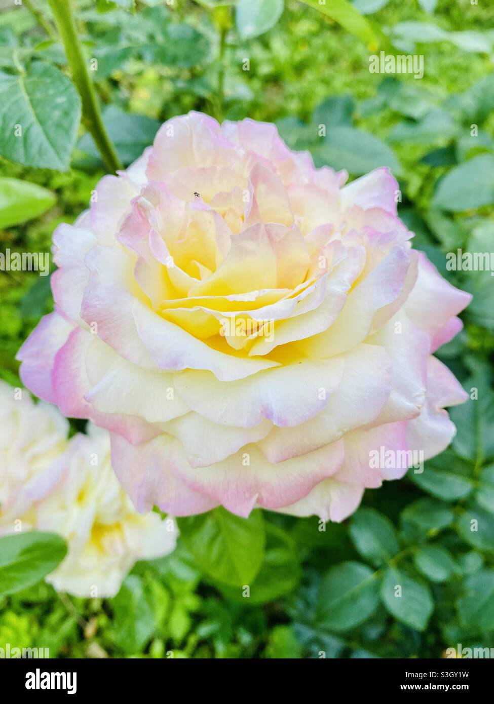 White rose petal in bloom garden nature photography beauty Stock Photo