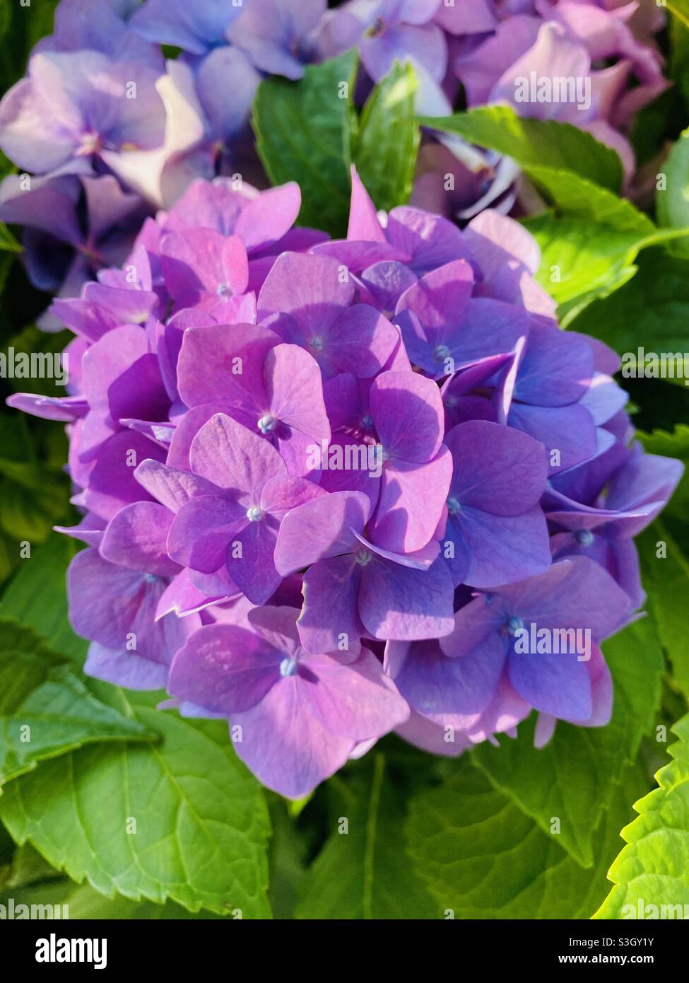 Purple garden flowers blooming in summer sunlight. Purple Bigleaf hydrangea (hydrangea macrophylla). Stock Photo