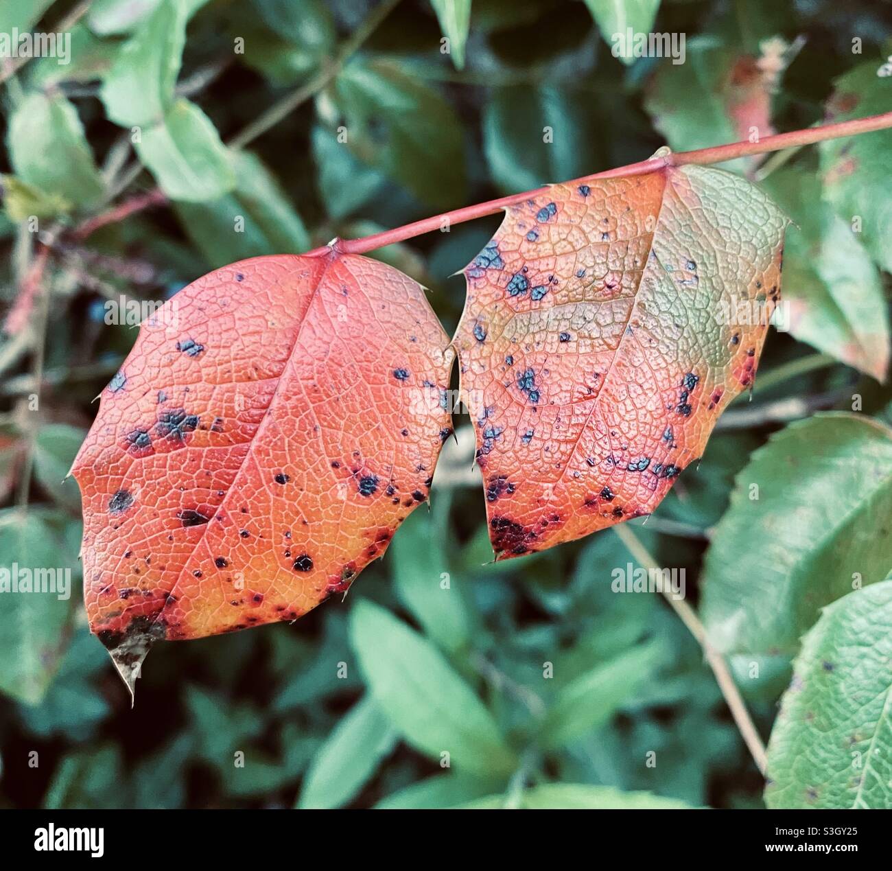 Vivid red leaves in the garden nature photography Stock Photo