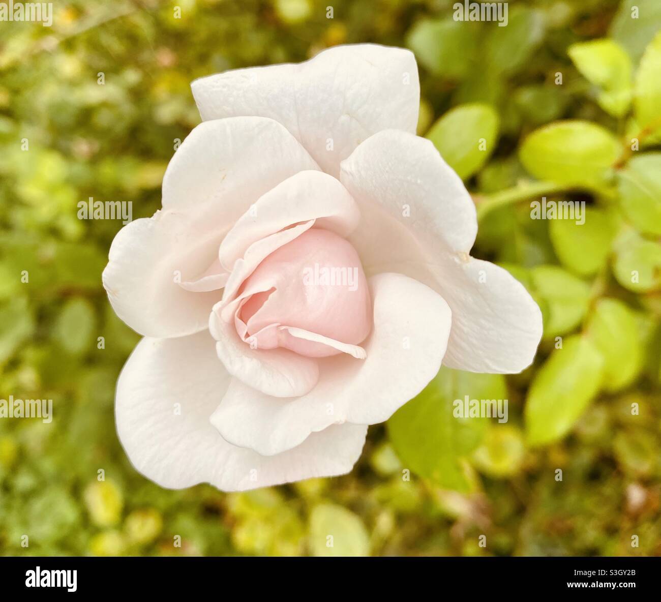 White rose petal in bloom garden nature photography Stock Photo