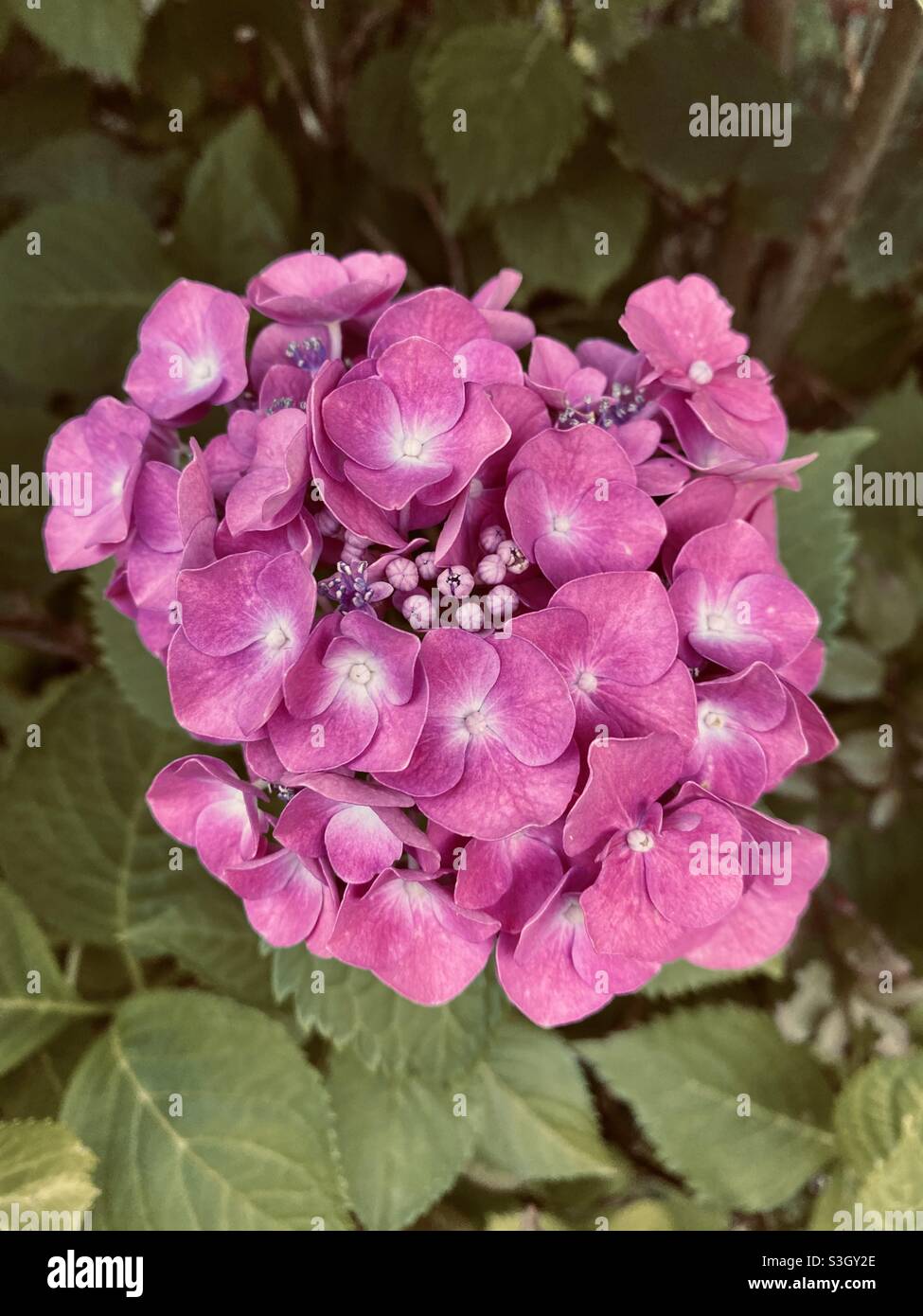 Beautiful texture of red flowers blooming nature photography. Pink Bigleaf hydrangea (hydrangea macrophylla). Stock Photo