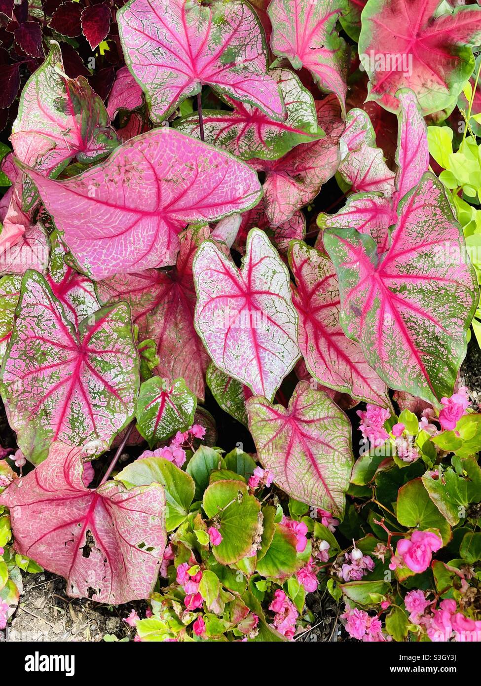 Pink elephant garden hires stock photography and images Alamy