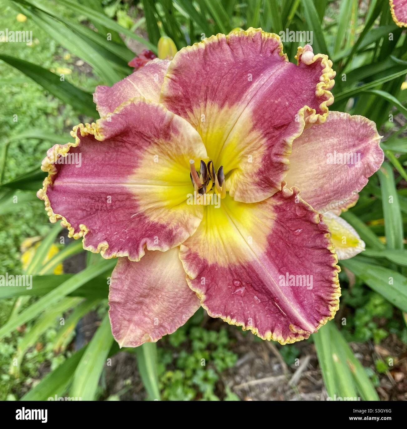 Red ruffled hi-res stock photography and images - Alamy