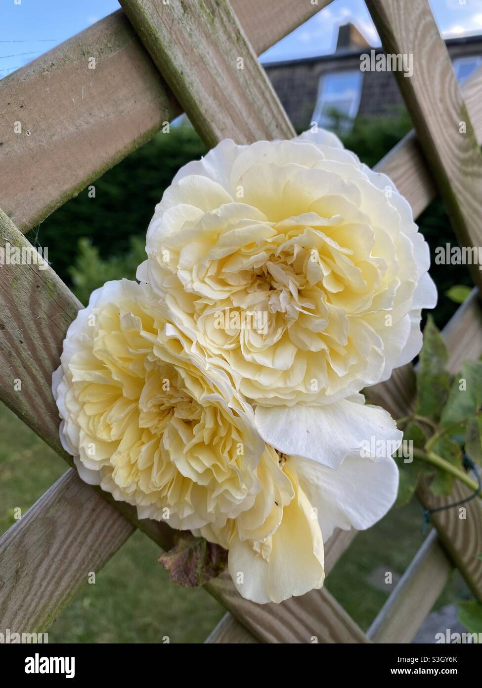 Yellow climbing roses Stock Photo Alamy