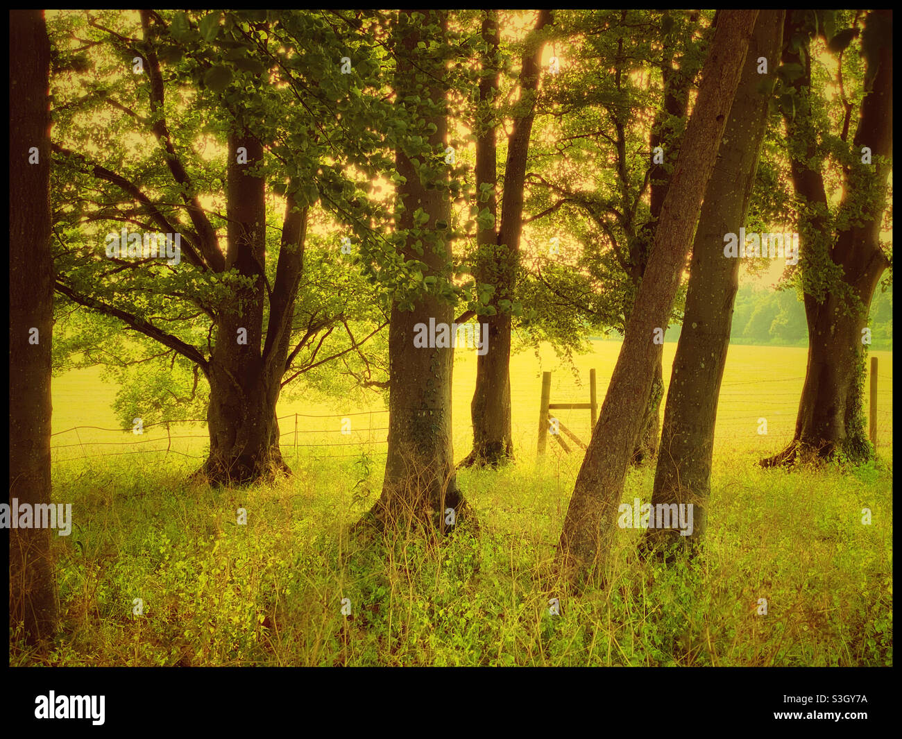 A group of trees in a field, enclosed by a fence. A summer’s evening, somewhere in Europe. Photo Credit - ©️ COLIN HOSKINS. - Smartphone Captured Stock Image