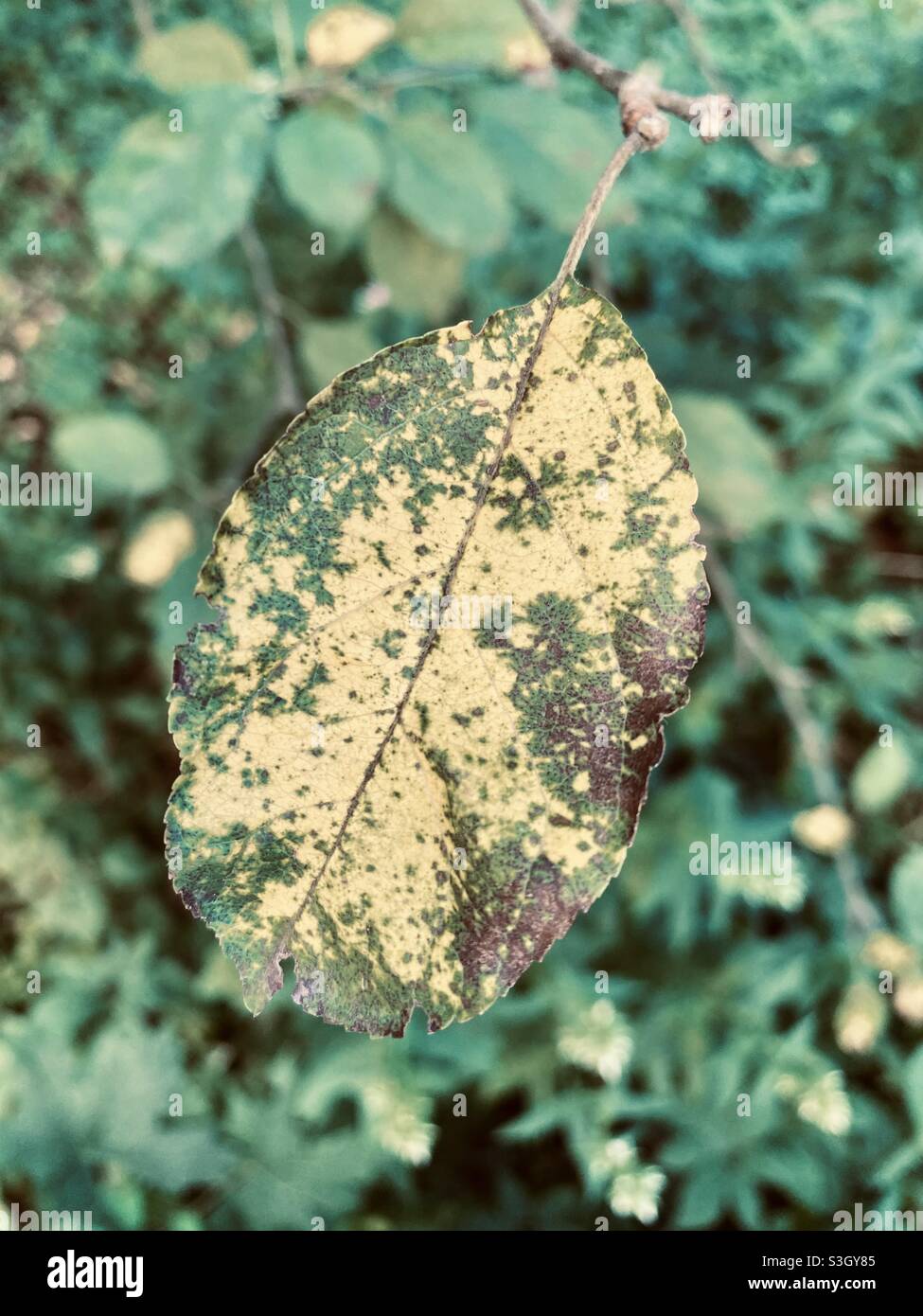 Colorful leaf with green yellow texture Stock Photo
