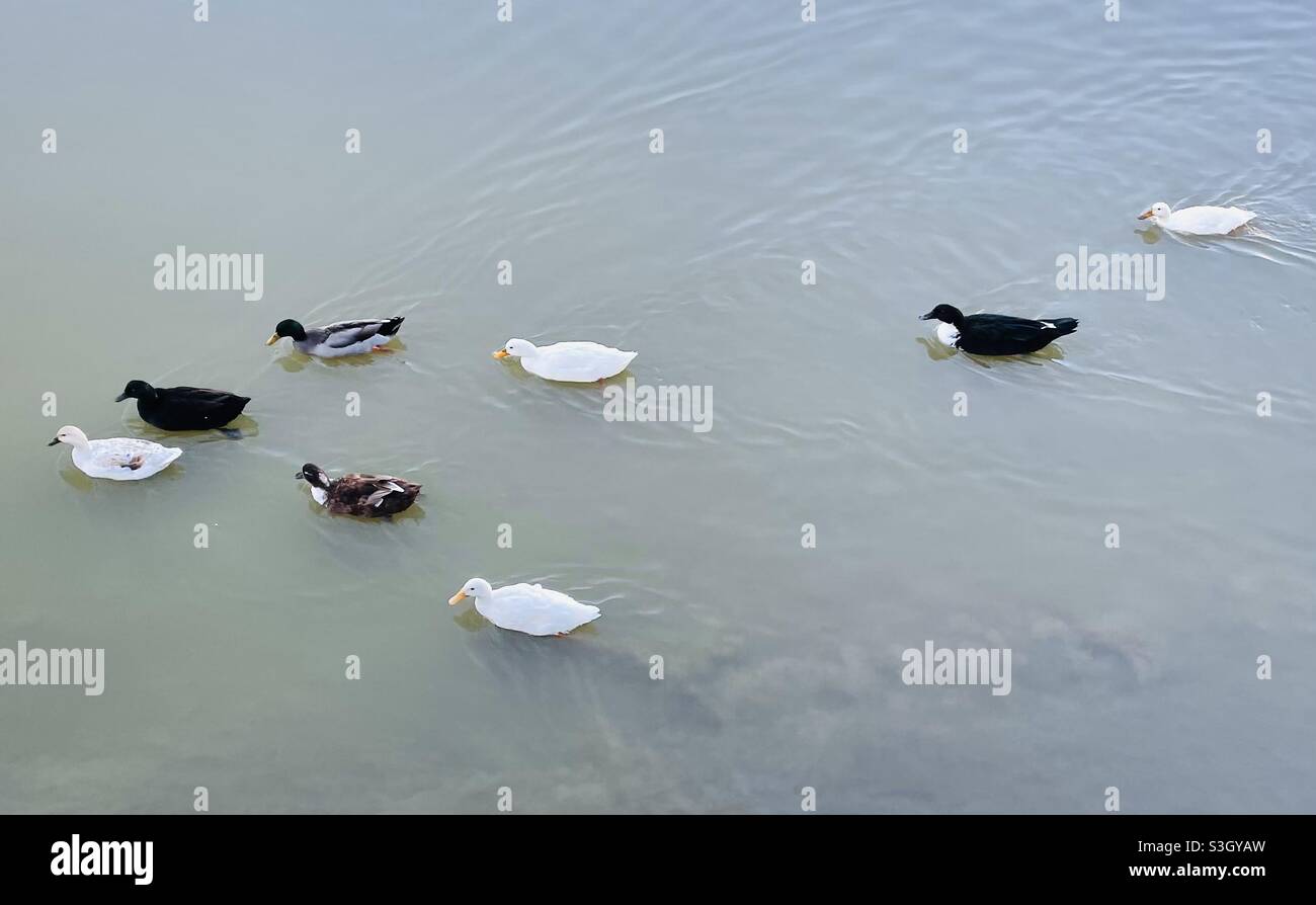 Ducks swimming on Whanganui river in New Zealand - Smartphone Captured Stock Image