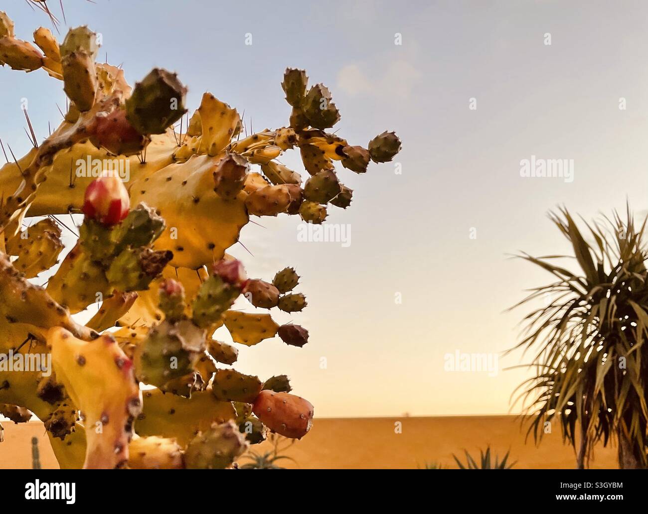 Prickly pear cactus - Smartphone Captured Stock Image