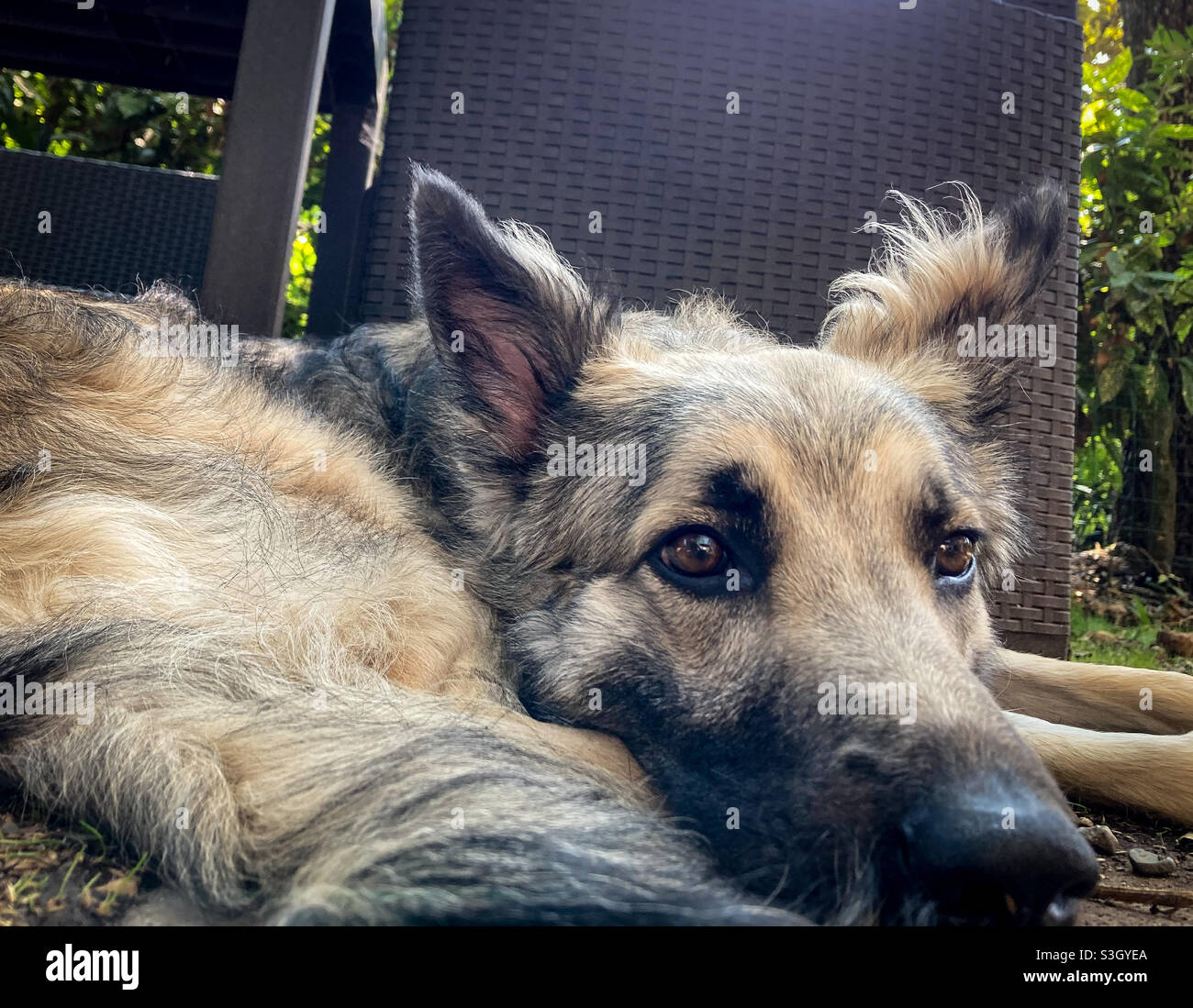 A dog resting in the garden Stock Photo