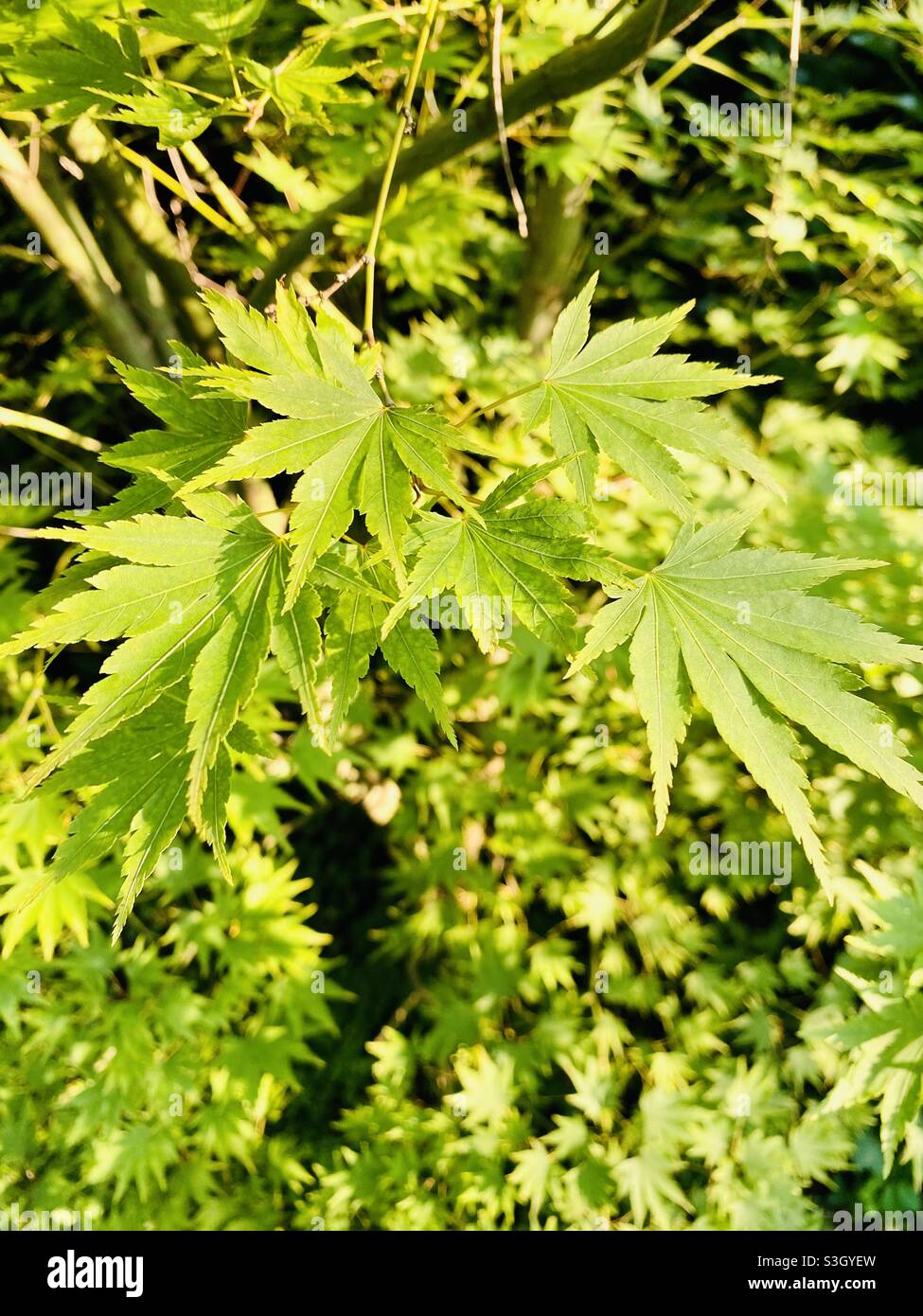 Japanese maple tree leaves in the summer sunlight Stock Photo