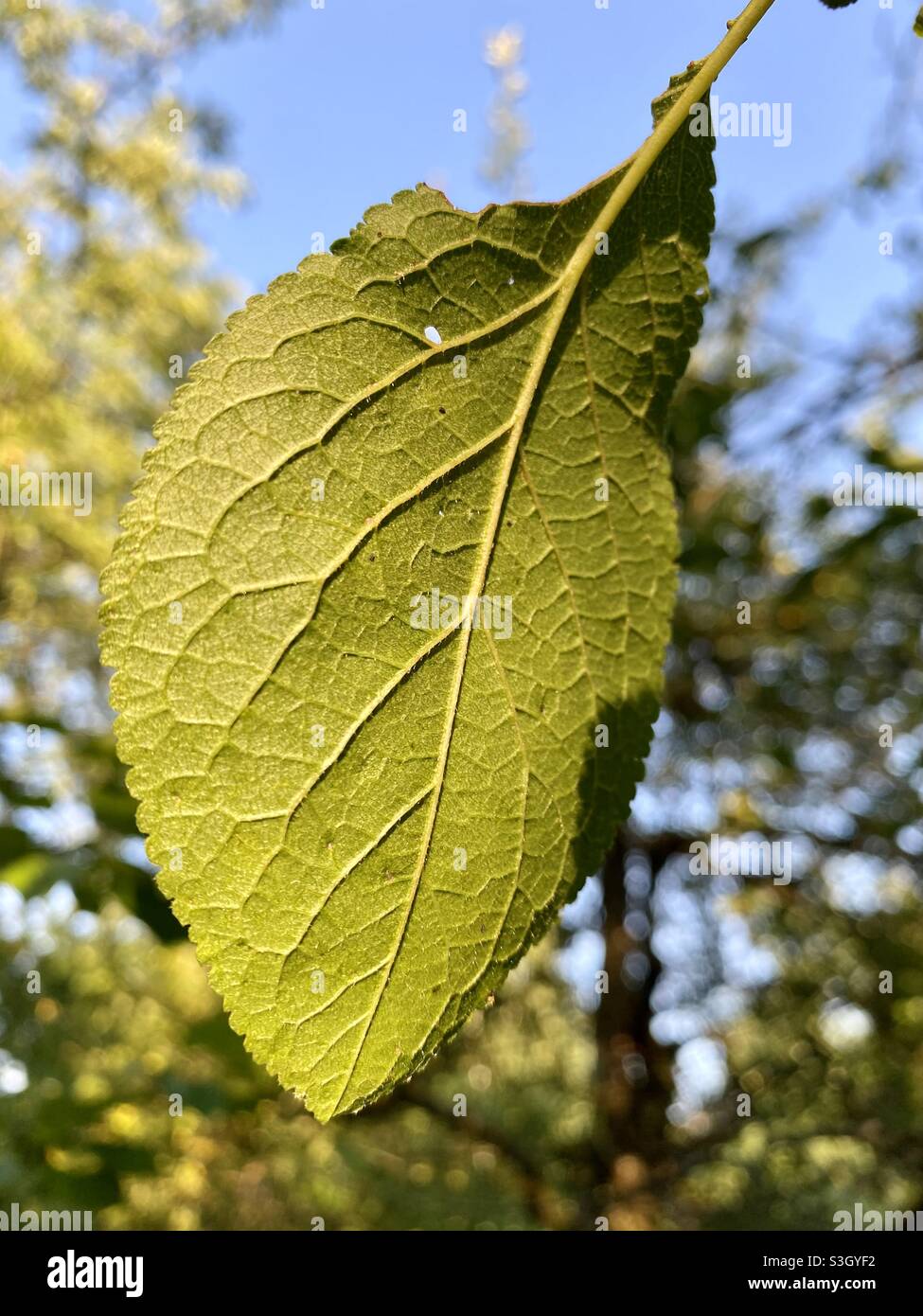 beautiful-leaf-texture-nature-photography-stock-photo-alamy