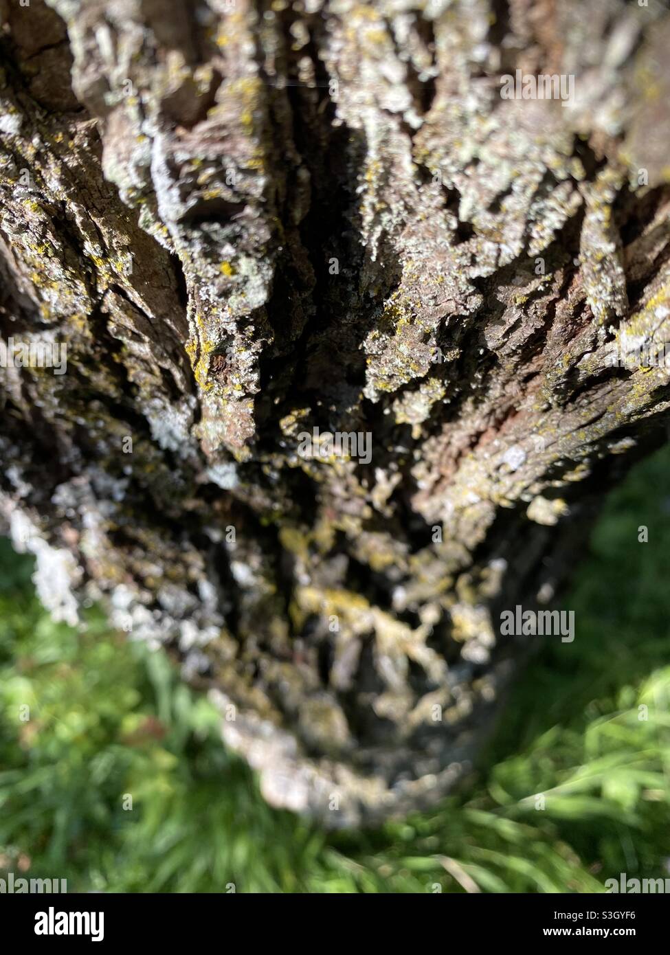 Looking down a tree trunk nature photography Stock Photo