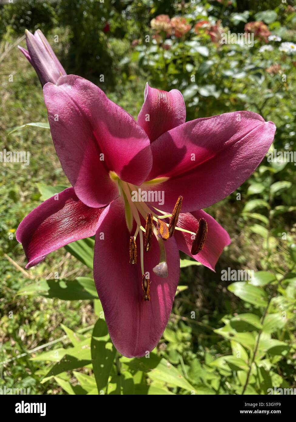 Beautiful lily flower petal in bloom garden nature photography Stock Photo
