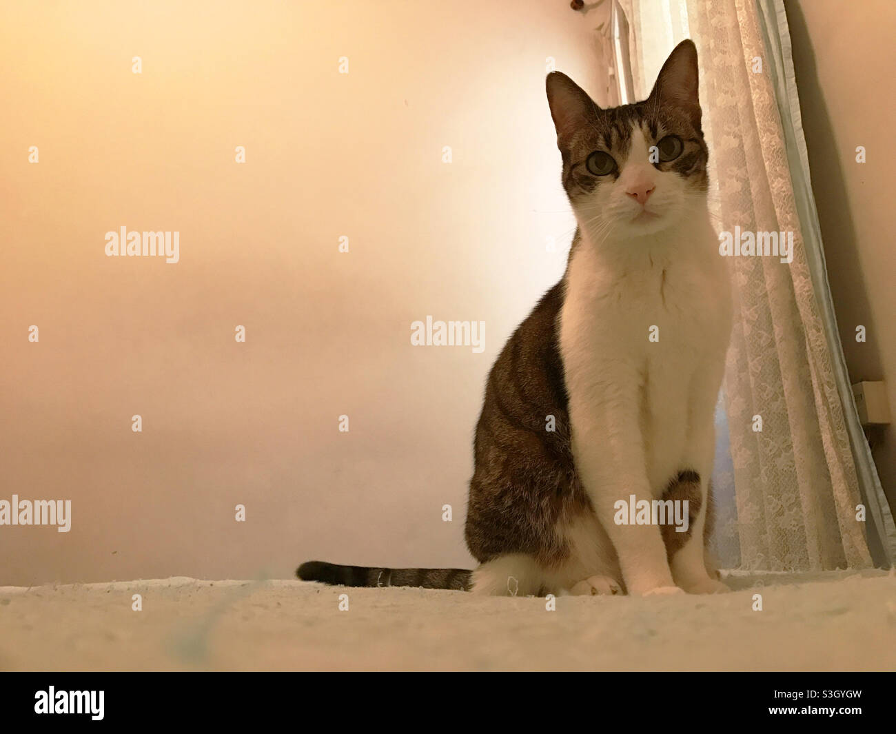 Tabby and white cat sitting, looking at the camera. - Smartphone Captured Stock Image