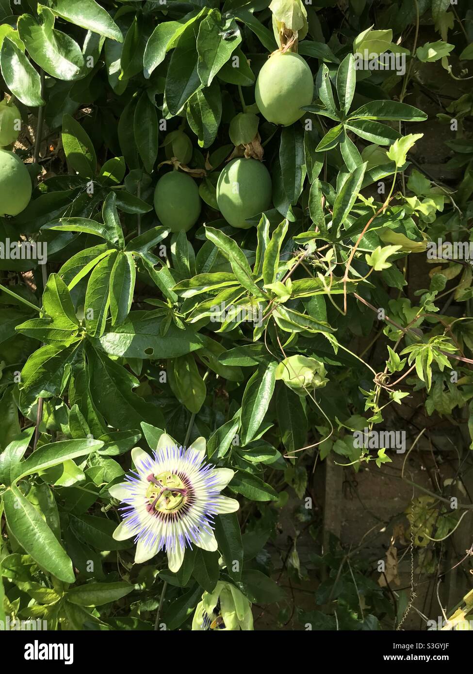 Passion fruit plant hires stock photography and images Alamy