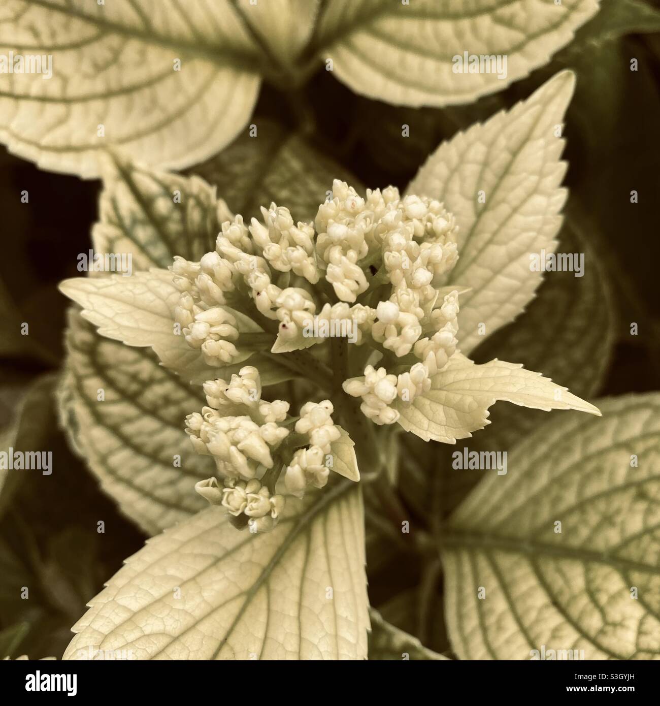 Art photography of leaves Stock Photo