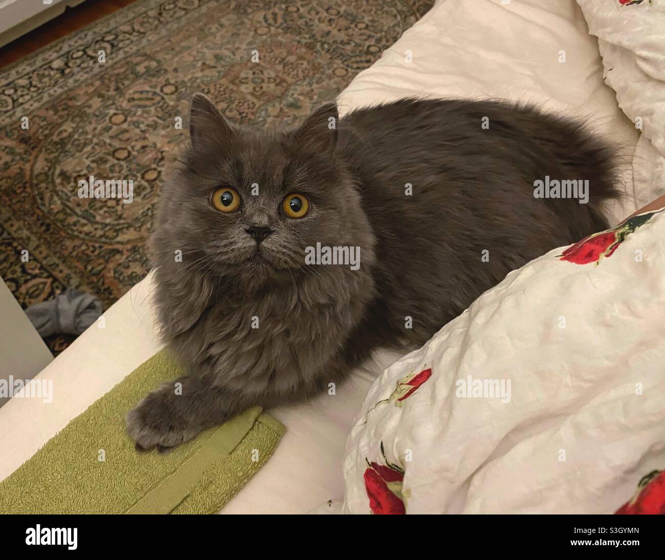 Surprised 6 months old Blue Persian kitten in bed. Stock Photo