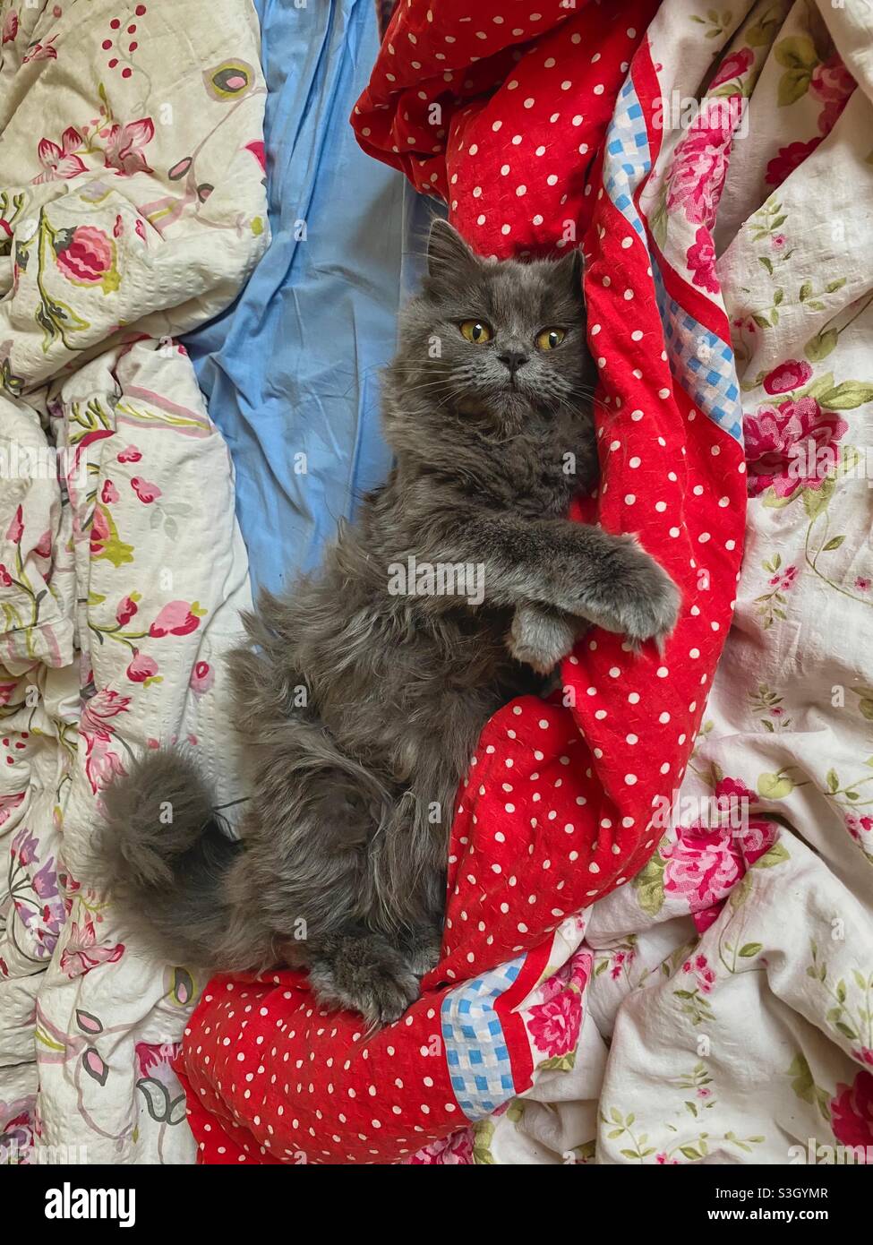 6 months old Blue Persian kitten lying on back between blankets in bed. - Smartphone Captured Stock Image