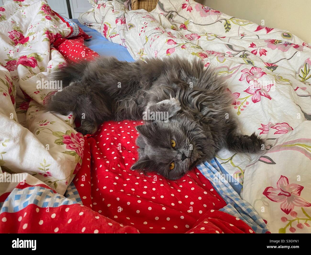6 months old Blue Persian kitten lying on back in bed. - Smartphone Captured Stock Image