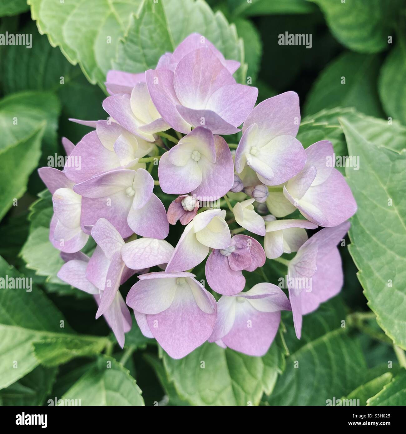 Purple white flower petals in bloom. Light Purple Bigleaf hydrangea (hydrangea macrophylla). Stock Photo