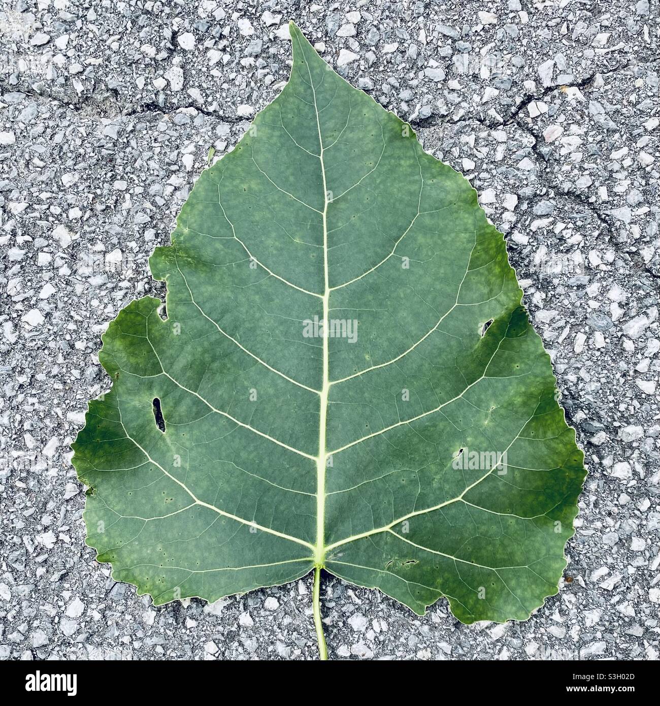 Green leaf on a road Stock Photo