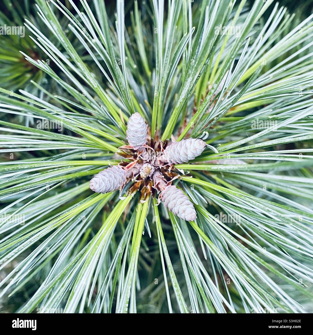 Small pine tree cones Stock Photo