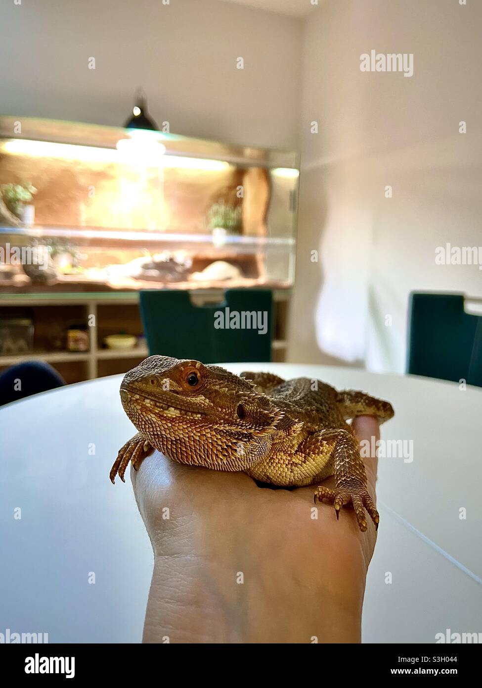 young male bearded dragon in a hand, in the background a terrarium Stock Photo