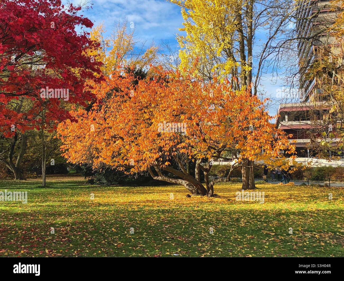 Bright autumn colored trees in a public city garden in Karlovy Vary, Czech Republic. - Smartphone Captured Stock Image