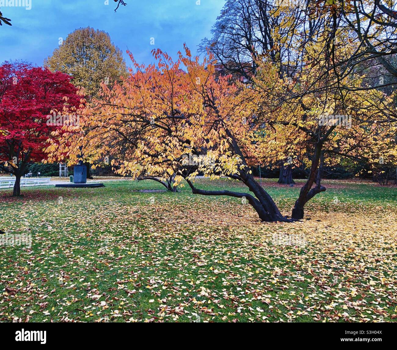 Autumn colored tree surrounded by fallen leaves in a public garden in Karlovy Vary, Czech Republic. - Smartphone Captured Stock Image