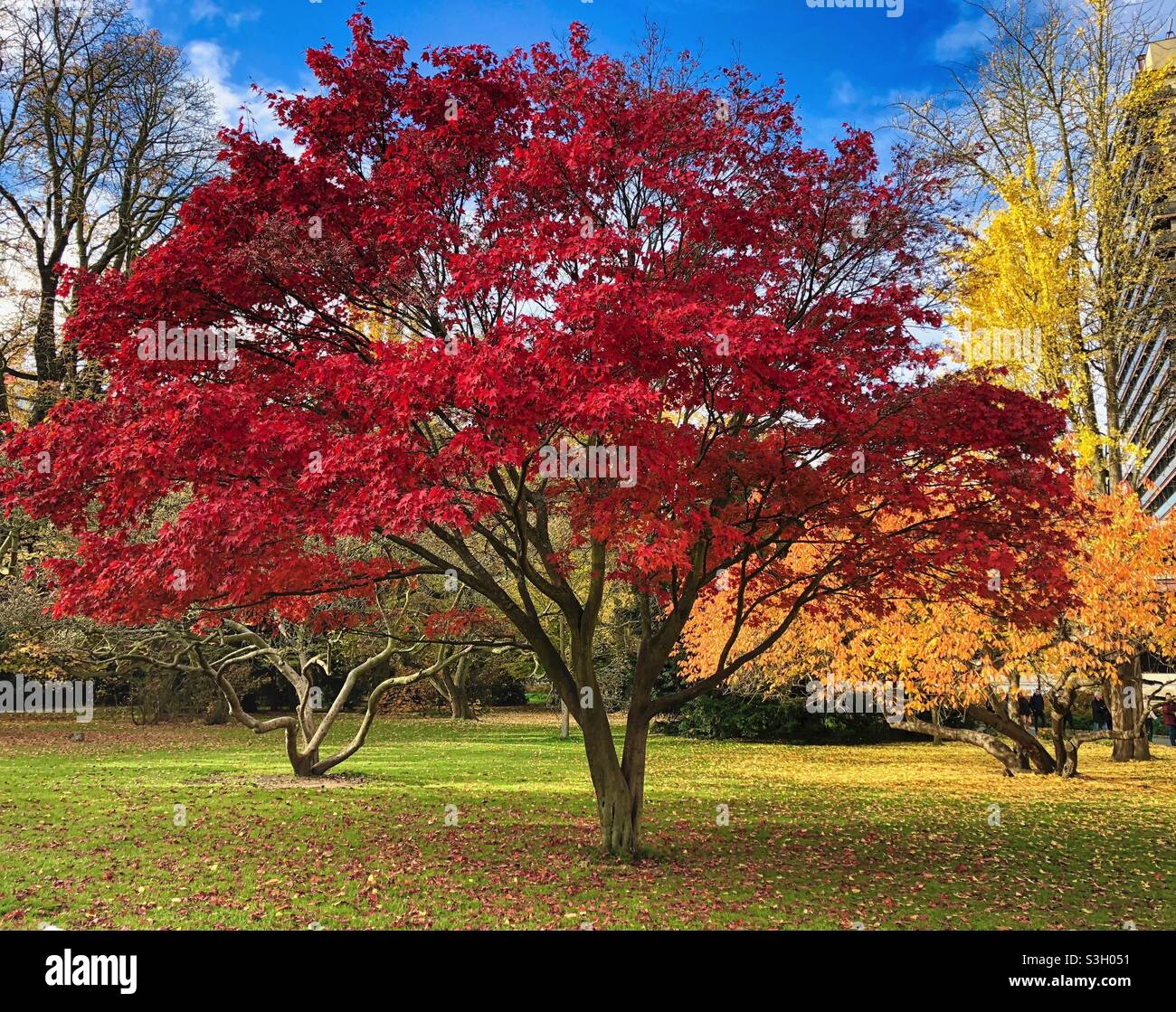 Bright red autumn tree in a public city garden in Karlovy Vary, Czech Republic. - Smartphone Captured Stock Image